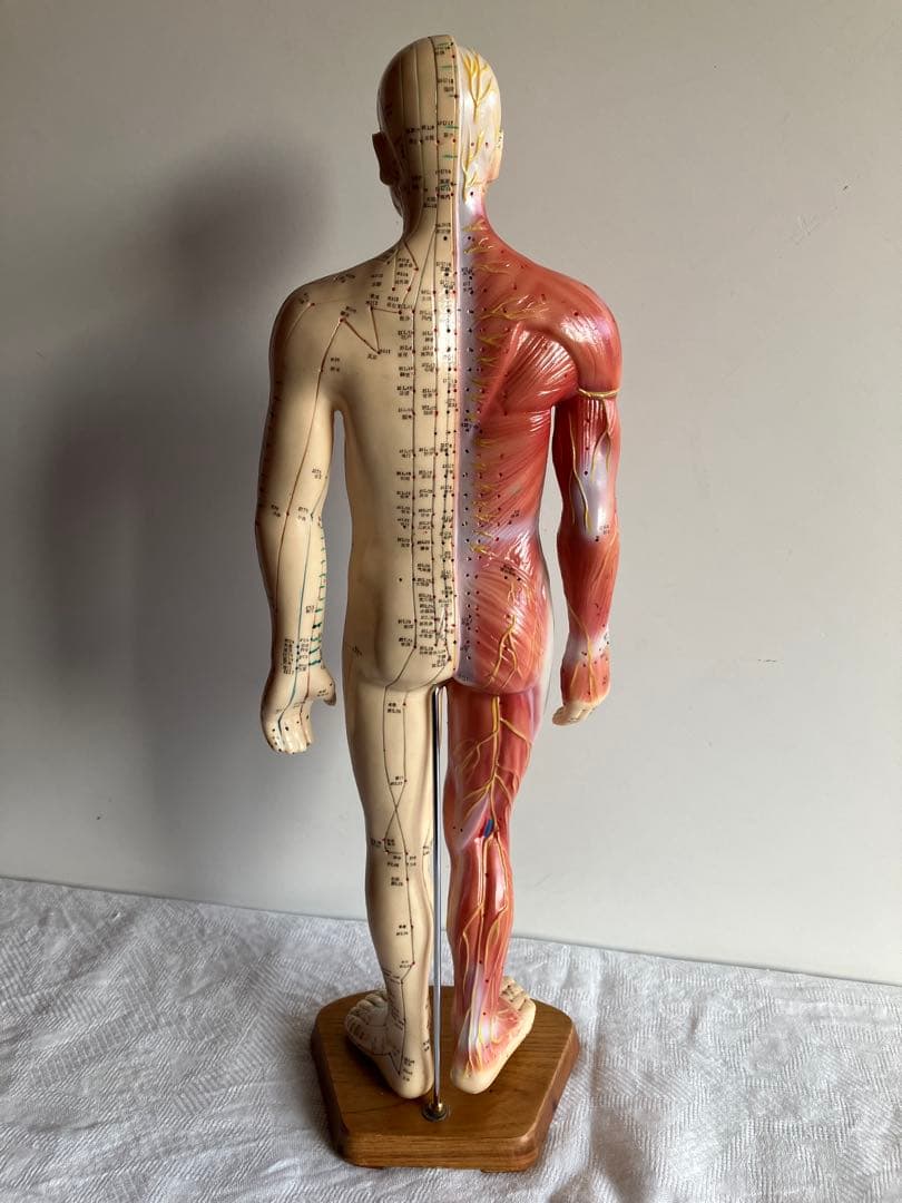 人体経絡経穴モデル　鍼灸整体ツボ　東洋中医学教材　男性人形模型　56㎝