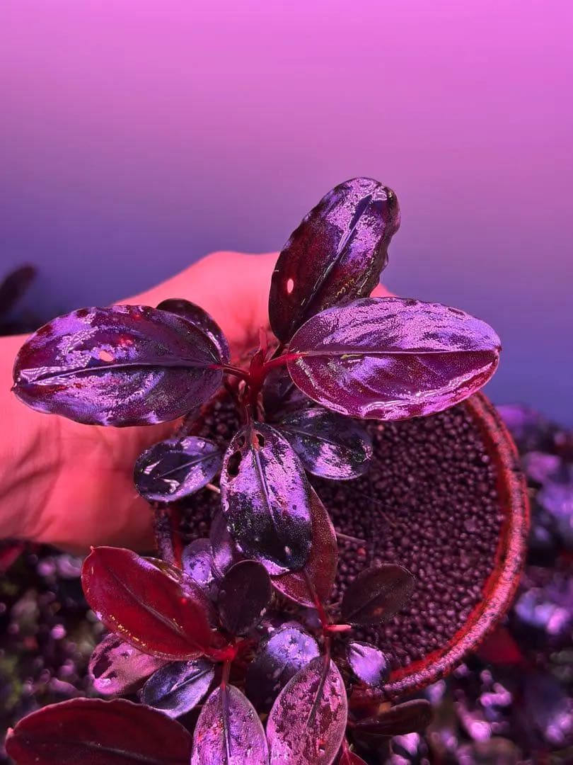 ブセファランドラ sp. Violet Blossom 水中葉 1株 - メルカリ