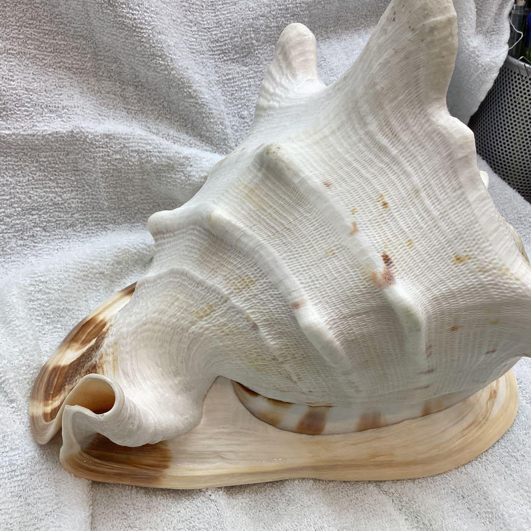 巻貝 トウカムリ貝 貝殻 インテリア 千年貝 天然貝 オブジェ 昭和