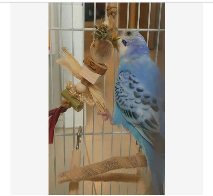 ta9 自然素材 インコ ガジガジおもちゃ3点セット バードトイ 文鳥