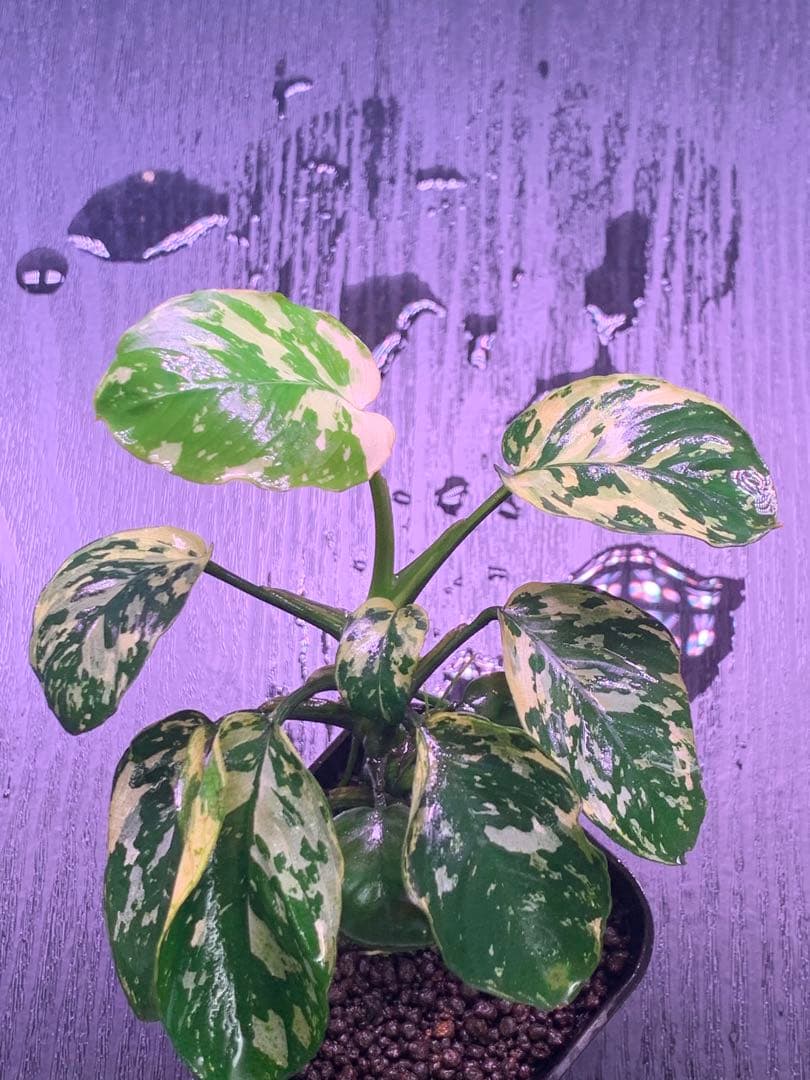 アヌビアスナナ斑入りキング Anubias Variegated King アヌビアス