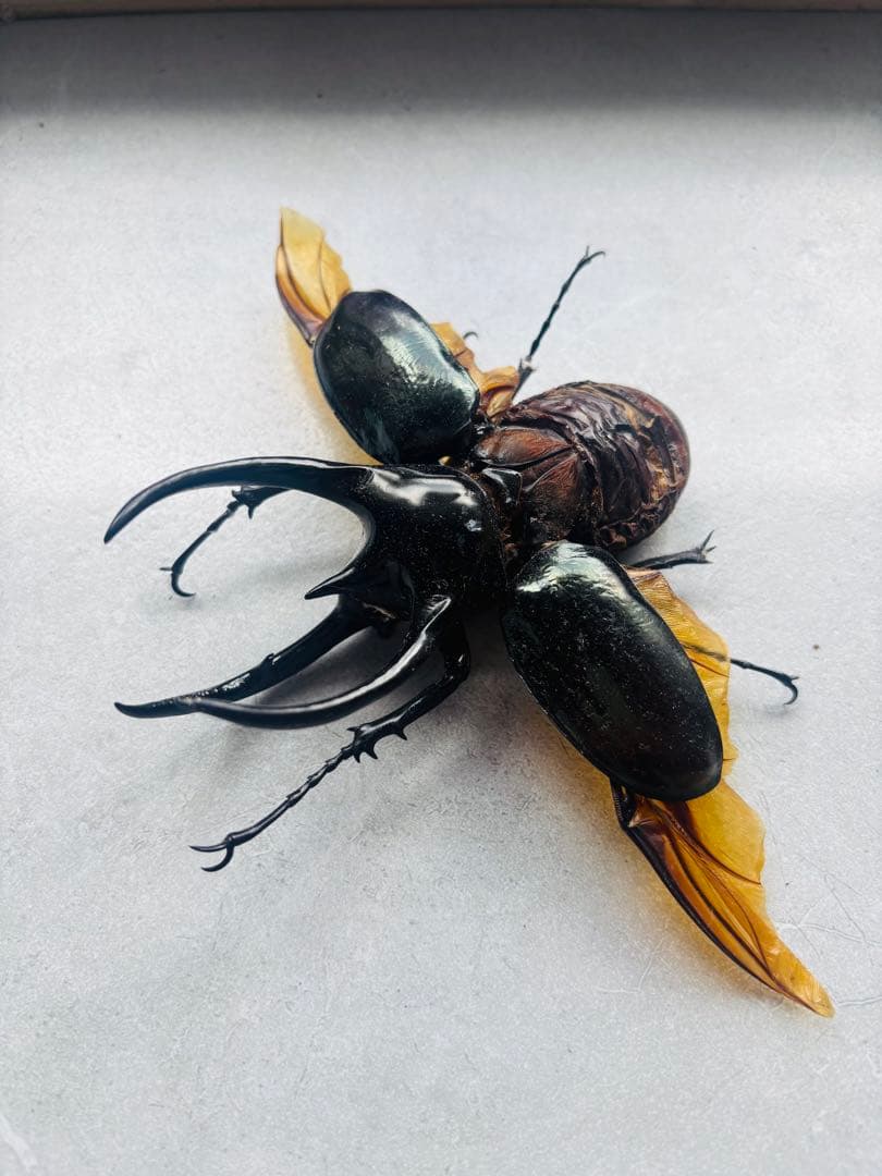 ベトナム産 コーカサスオオカブト 120mm ☆ベトナム産！タイリク