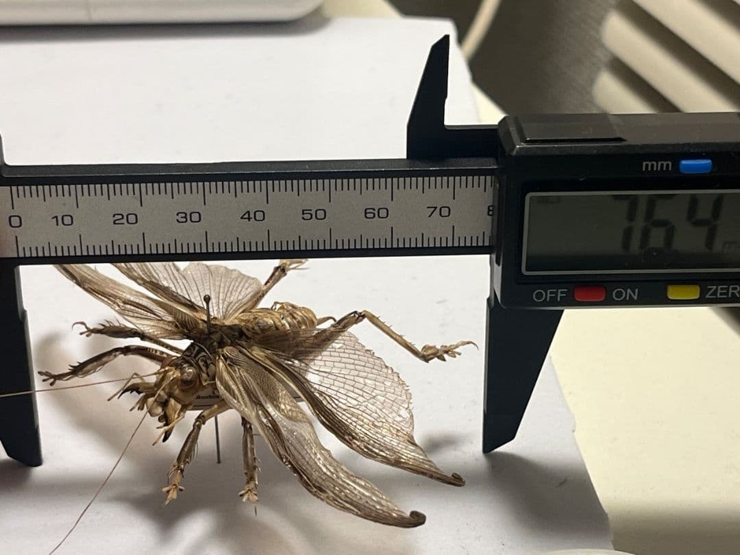 希少産地】中国産のマキバネコロギス 昆虫標本バッタ キリギリス