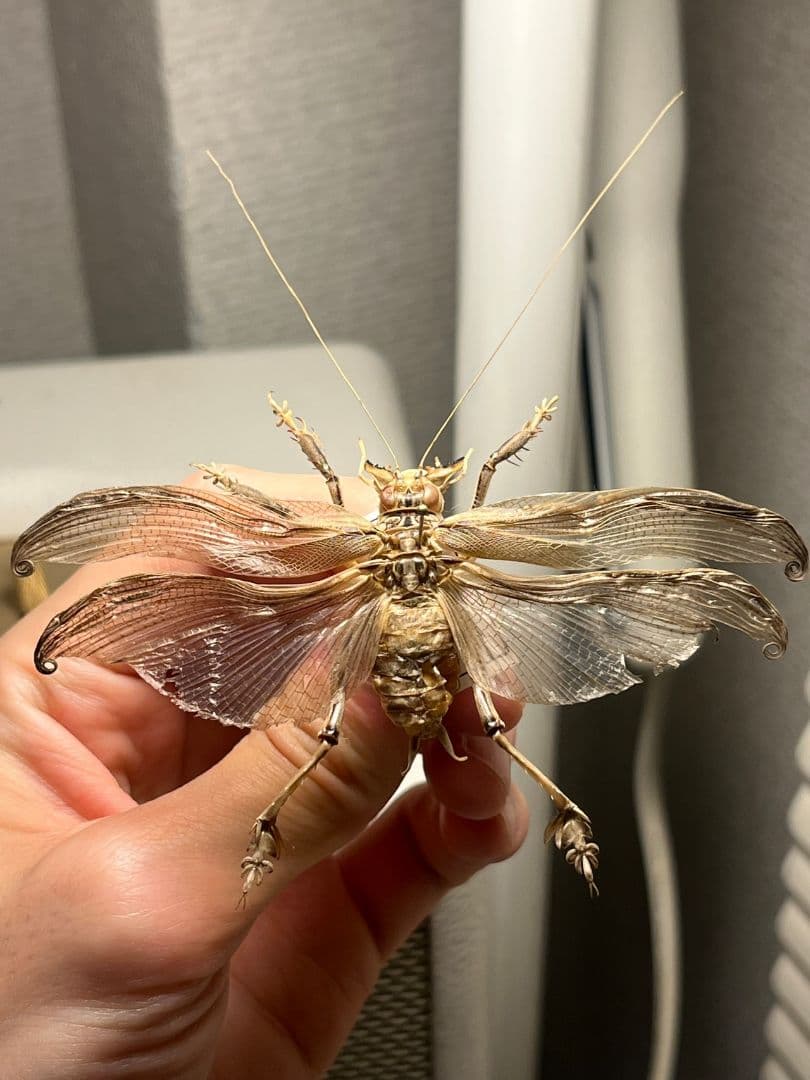 【希少産地】中国産のマキバネコロギス 昆虫標本バッタ キリギリスコロギスリオック 希少産地】中国産のマキバネコロギス 昆虫標本バッタ キリギリス