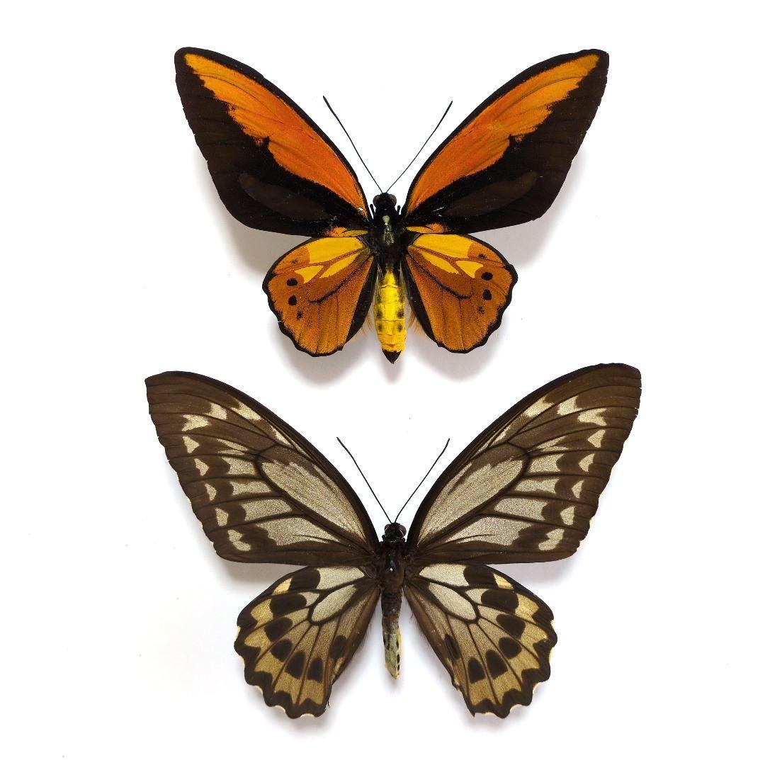 蝶標本 アカメガネトリバネアゲハ ペア - メルカリ