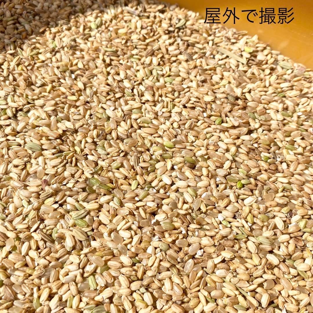 鳥餌 小動物 もち米砕米10kg×2（20kg） 砕米、割れ米、くず米です