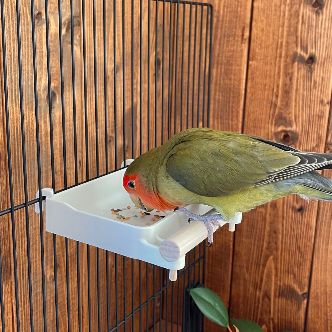 いくみん様専用】広くて浅いバード食器mini 他おまとめ - メルカリ