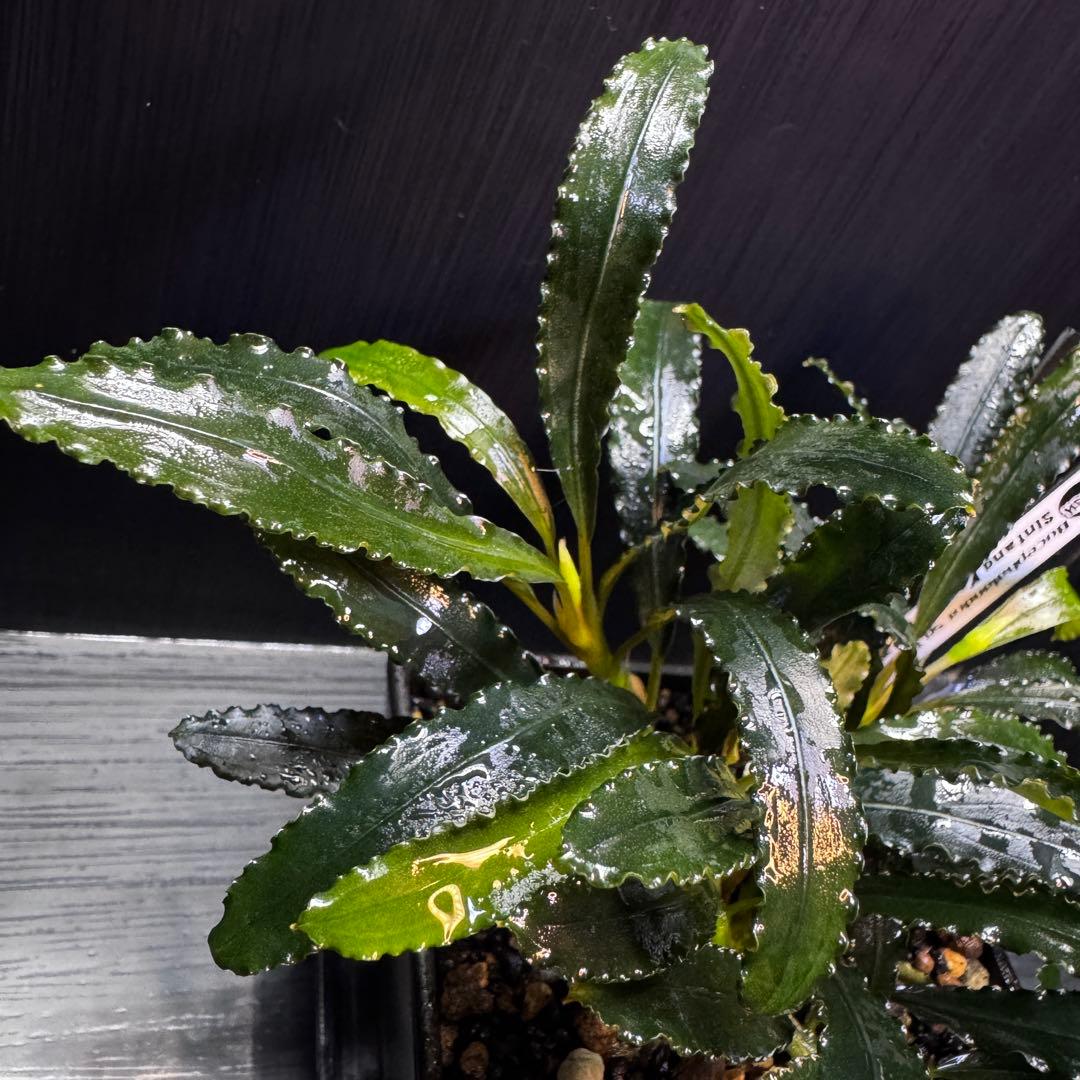 ブセファランドラsp.シンタン カユラピス TYPE2全銀 水上株1ポット［0