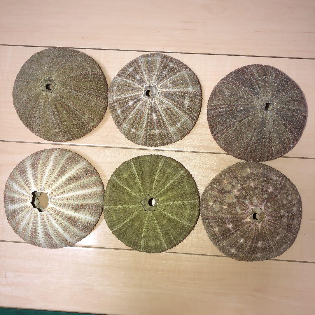 大型ウニ殻 インテリア 置物 標本 10センチ