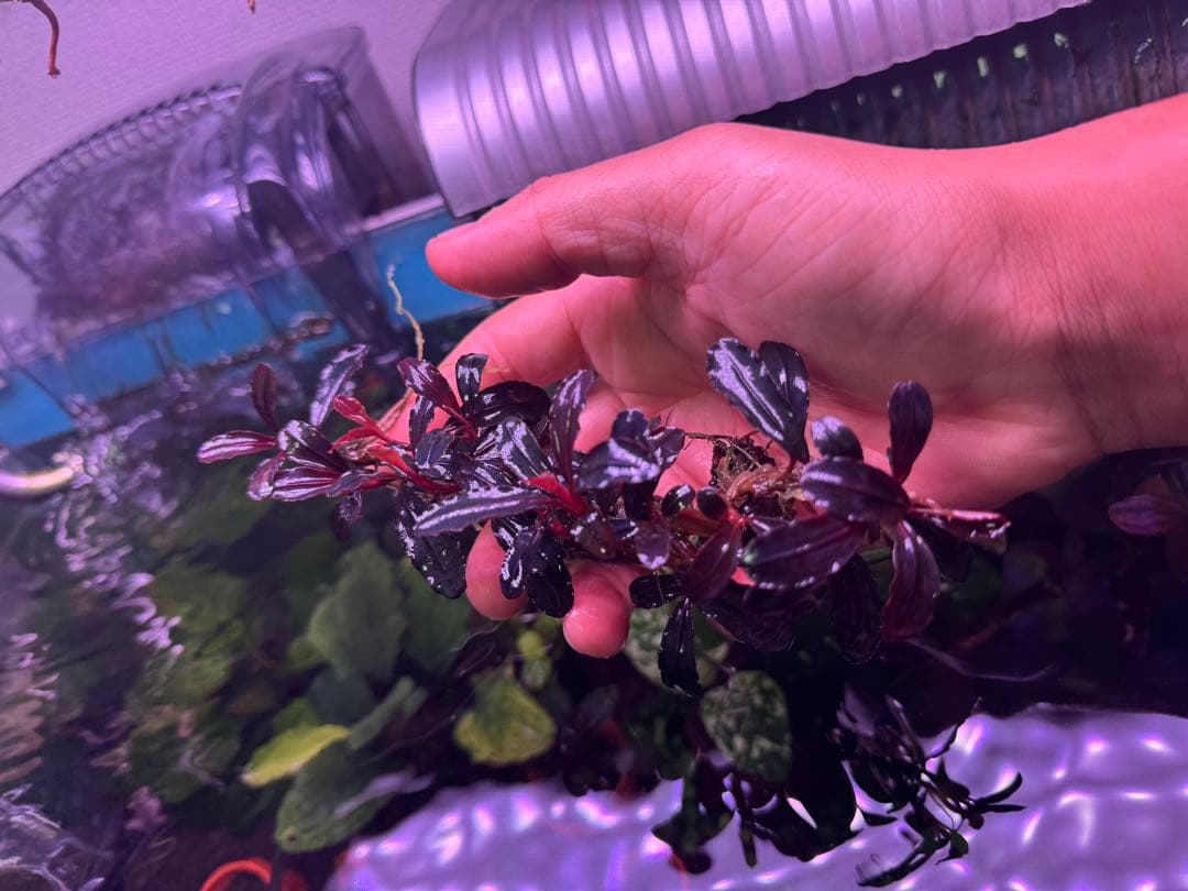 は*る様 ブセファランドラ Neo 2015 ― 大株 群生株 15株程度の通販はau