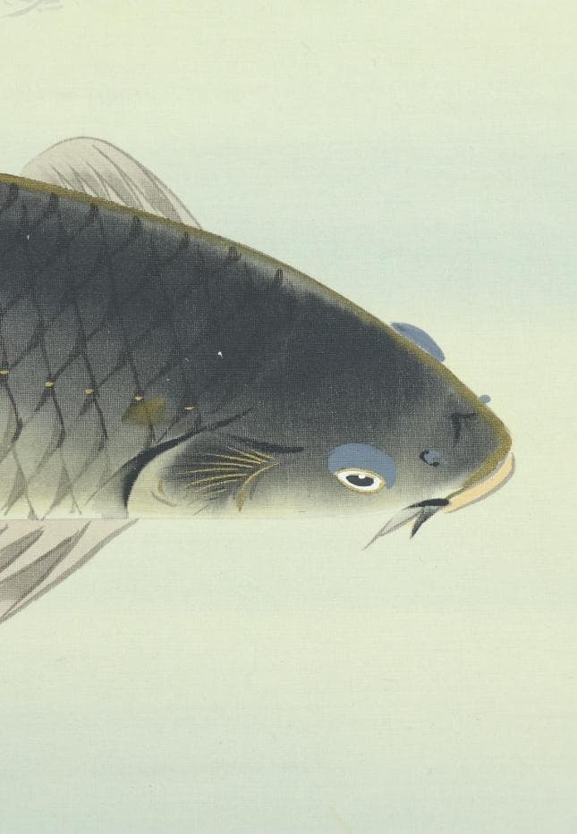 【真作】掛軸 八木正風『錦鯉 遊鯉』日本画 絹本 肉筆 共箱付 掛け軸 e574