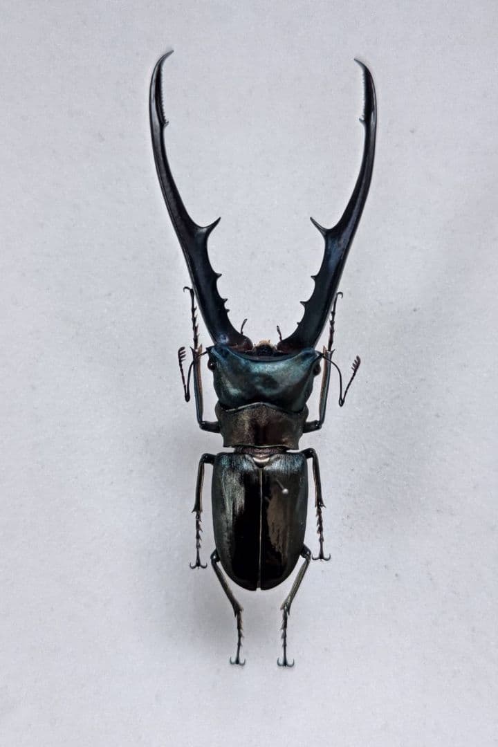 ラオス産ゲストロイトナガコガネ66mm