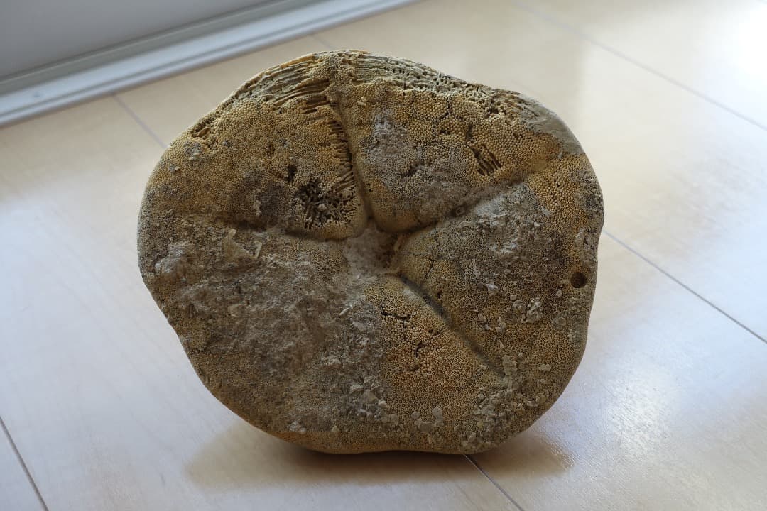 ウニの化石 Clypeaster portentosus その2