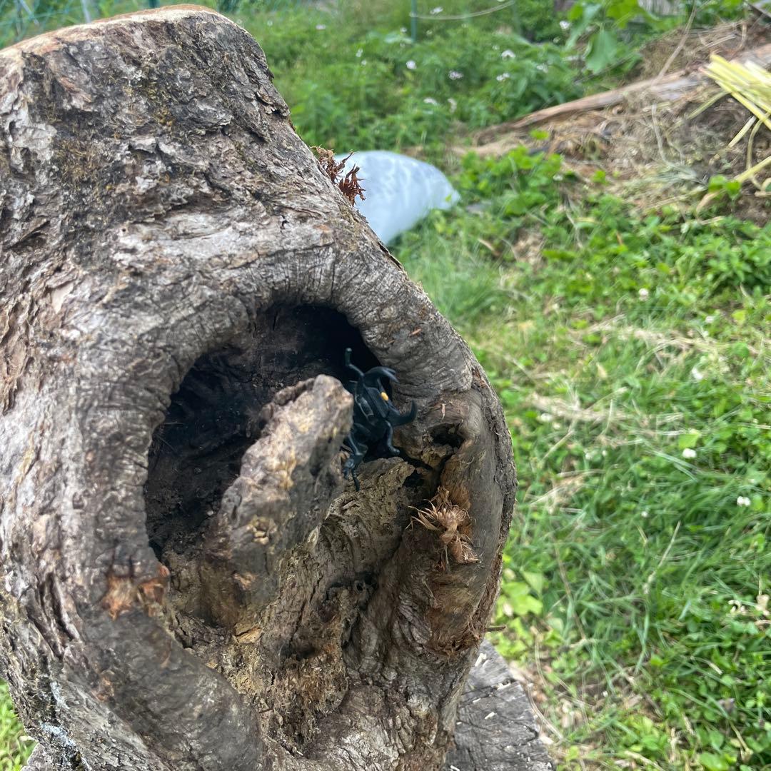 特大クワリウム 樹洞 登り木 エサ台 シェルター