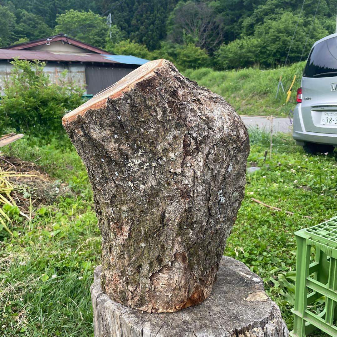 特大クワリウム　樹洞　登り木　エサ台　シェルター