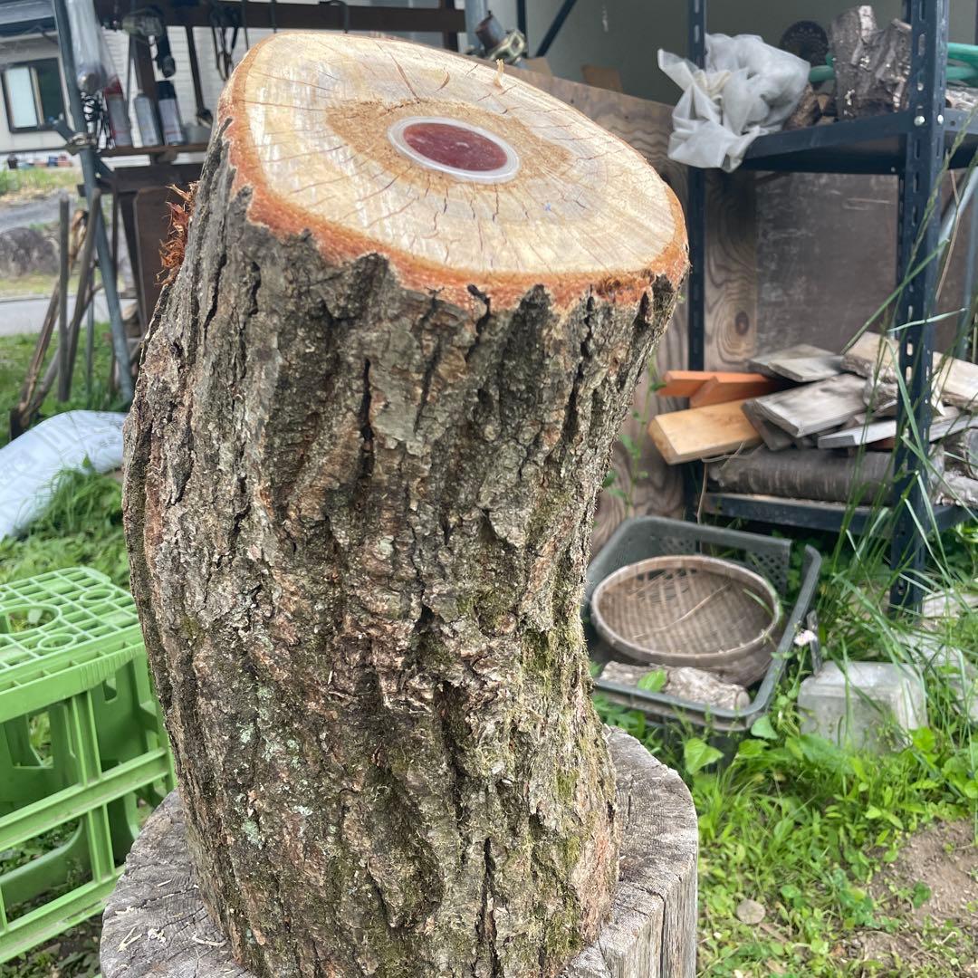 特大クワリウム　樹洞　登り木　エサ台　シェルター