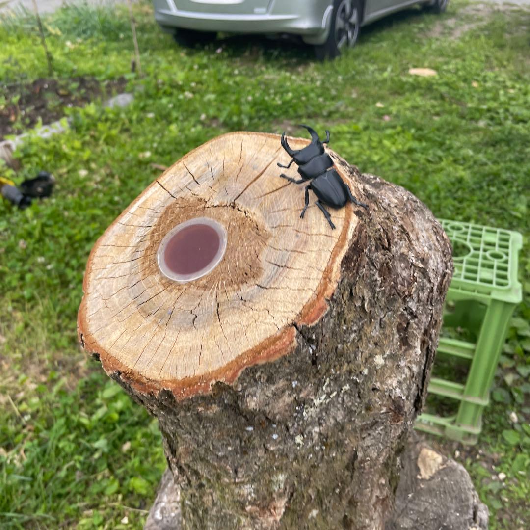 特大クワリウム樹洞登り木エサ台シェルター