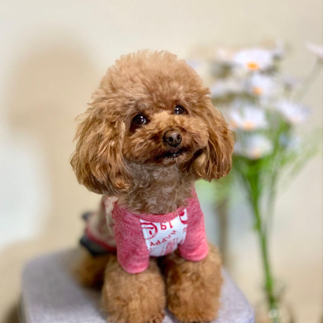 No.24 ハンドメイド犬服 ラグランTシャツ ハンドメイド犬服 - ウェアの