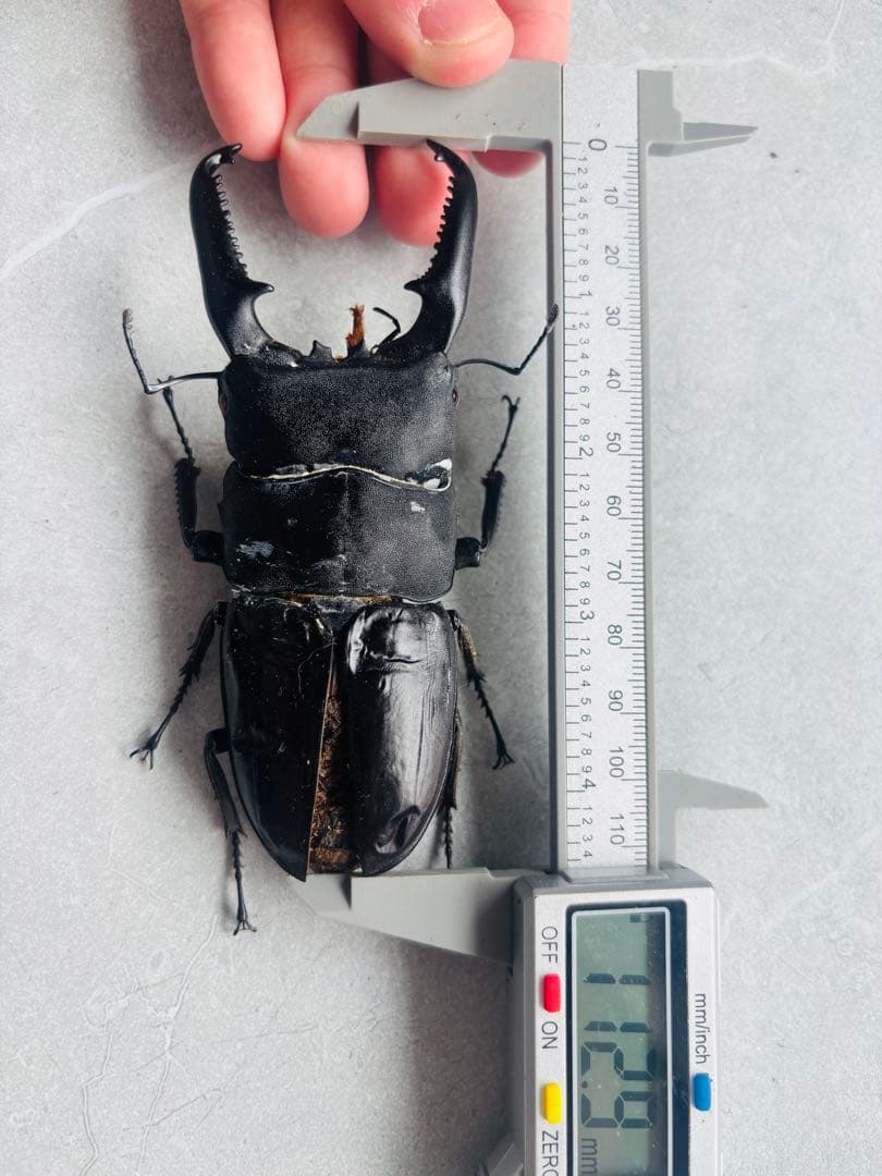 極レア】 パラワンオオヒラタクワガタ 112.9ミリ