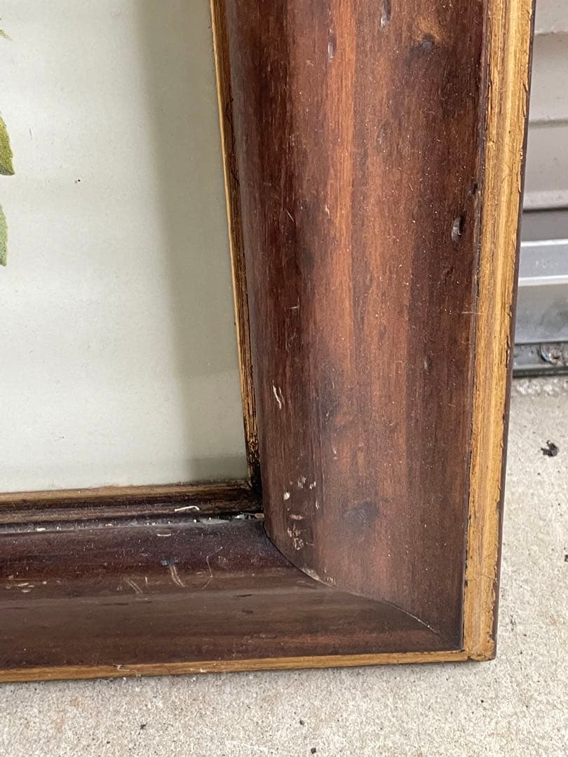 ビンテージ/イタリア製/ウッドフレーム/ボタニカル/額装/金縁/大型/店舗什器