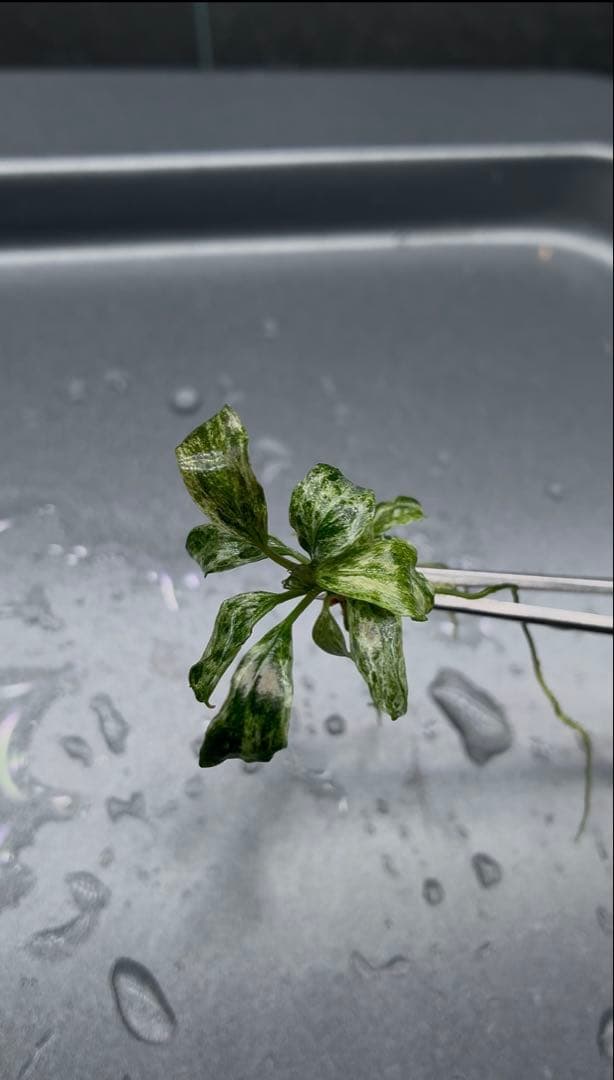 1月限定】ブセファランドラspバリエガータ(斑入)5本セット