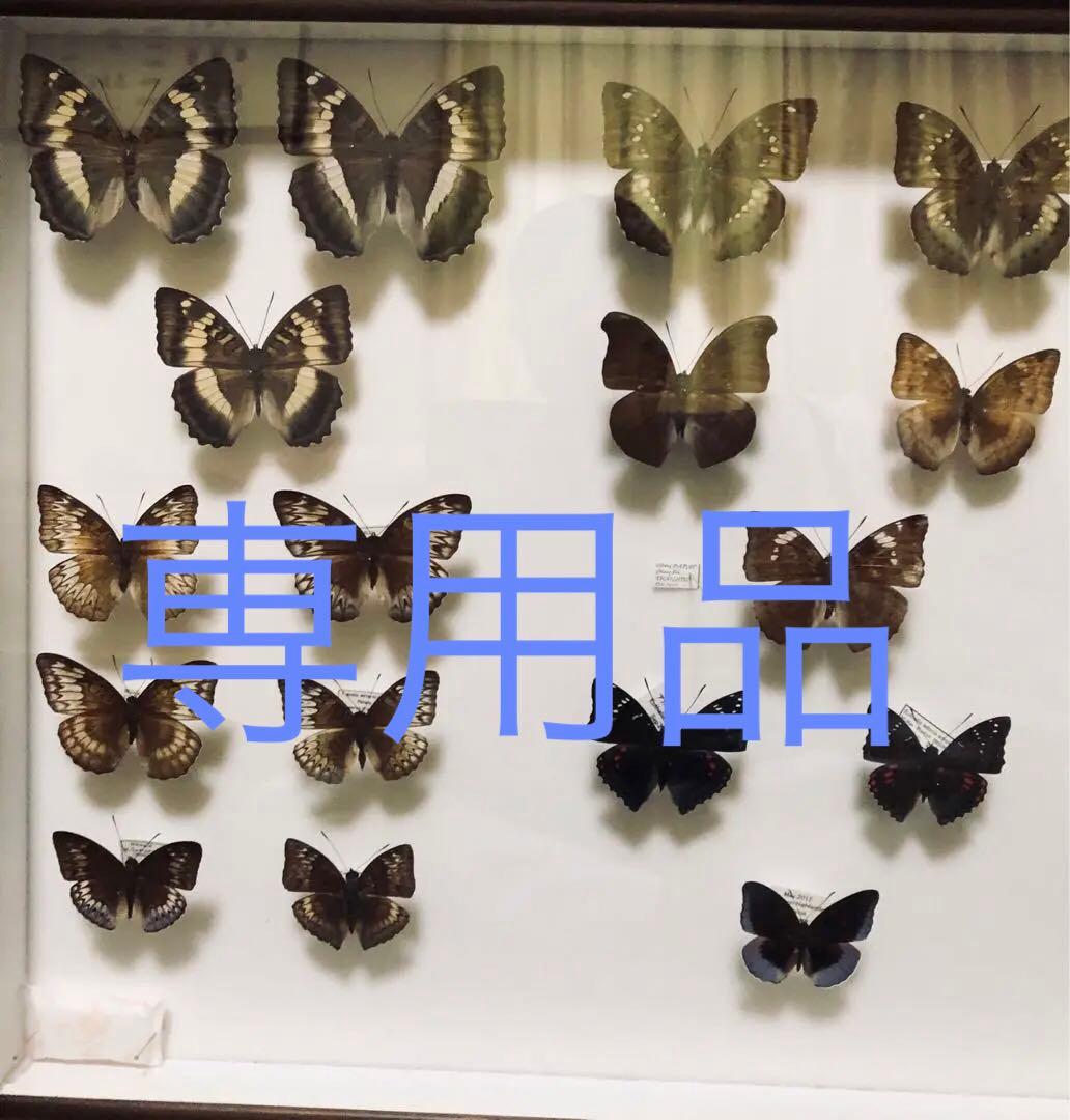 蝶の標本 17頭ガラスケース入り
