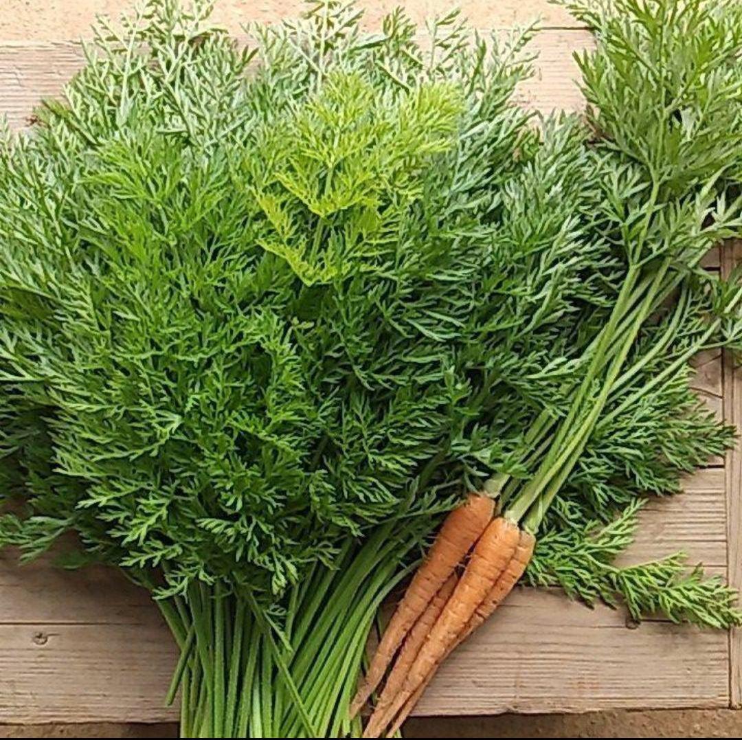 にんじん 人参 葉っぱ 葉 野菜 人参の葉っぱ 人参葉 - メルカリ