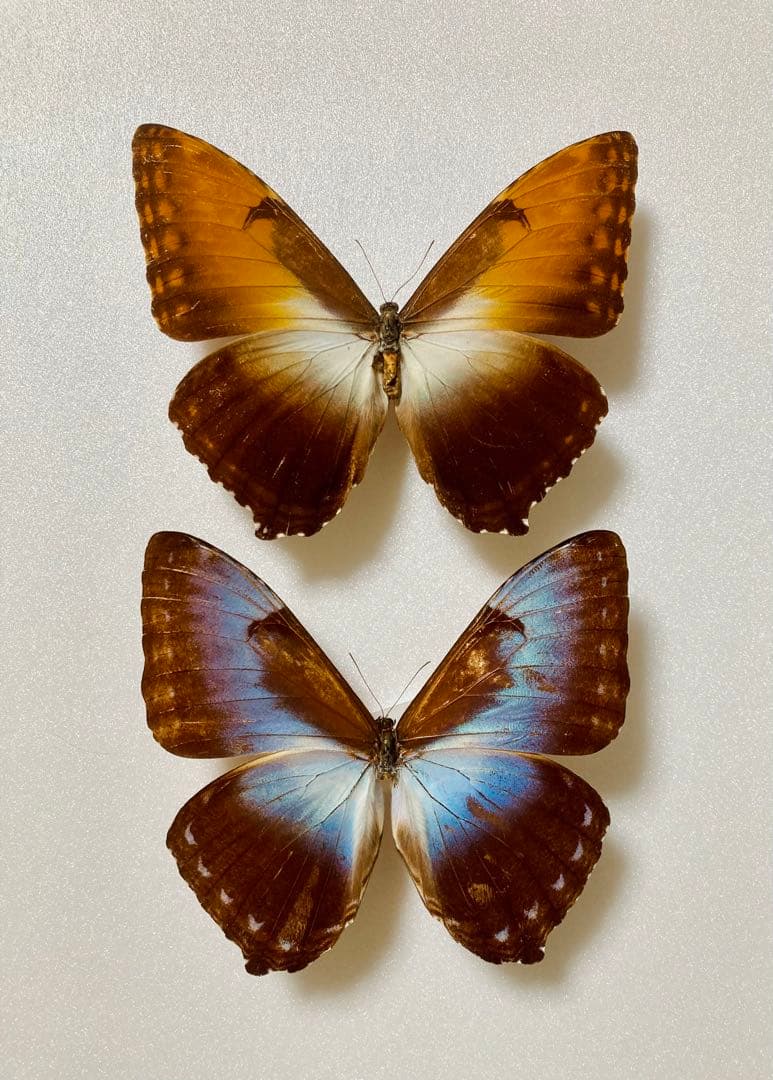 スギタニ型】モルフォオオムラサキ（1オス、滋賀県産） 2020年7月中旬