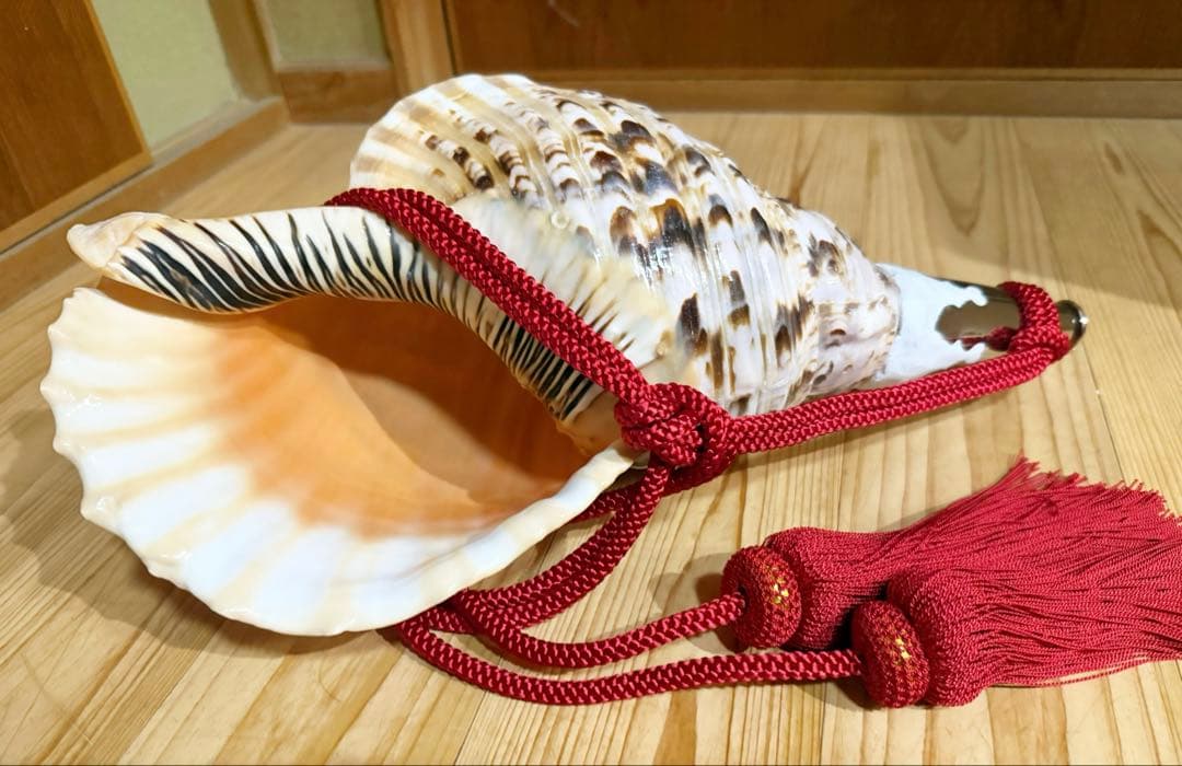 特大42㎝修験道法螺貝　山伏　密教　魔除け　熊よけ❣️ホラガイ　ほら貝　赤紐付き