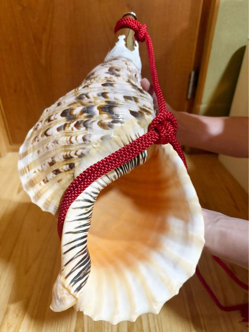 特大42㎝修験道法螺貝　山伏　密教　魔除け　熊よけ❣️ホラガイ　ほら貝　赤紐付き