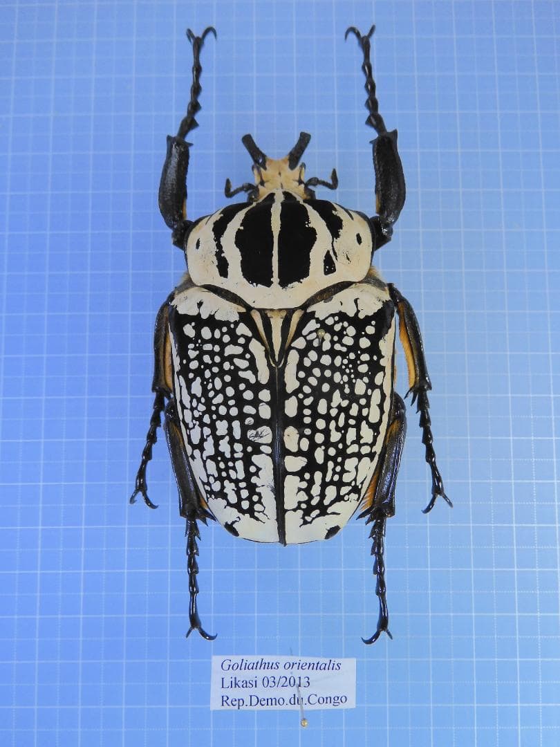 アグリアス・ペリクレス・ペリクレス・超高鮮度極美個体・奇跡の野外品