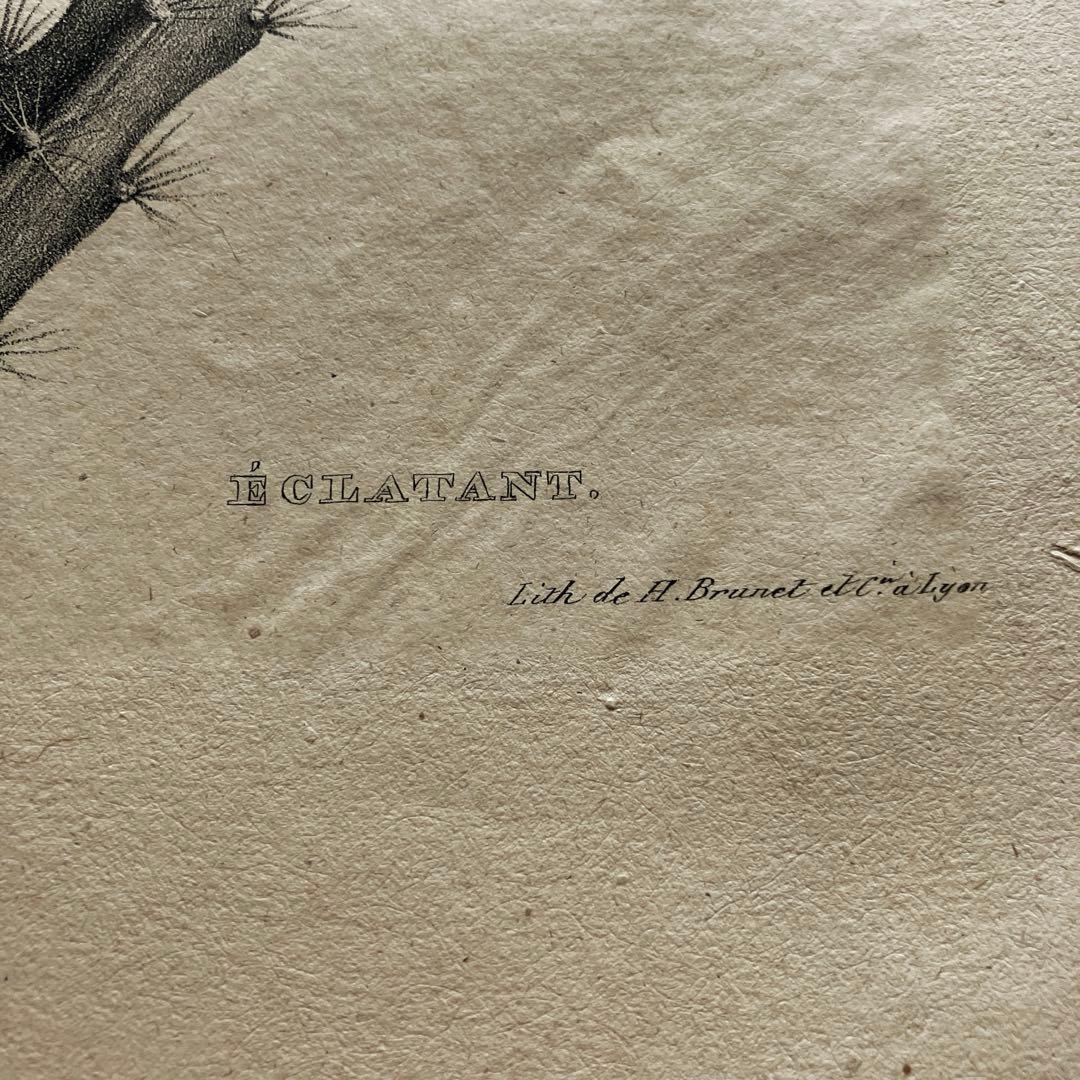 1825年フランスアンティークリトグラフ フランスアンティーク版画 植物