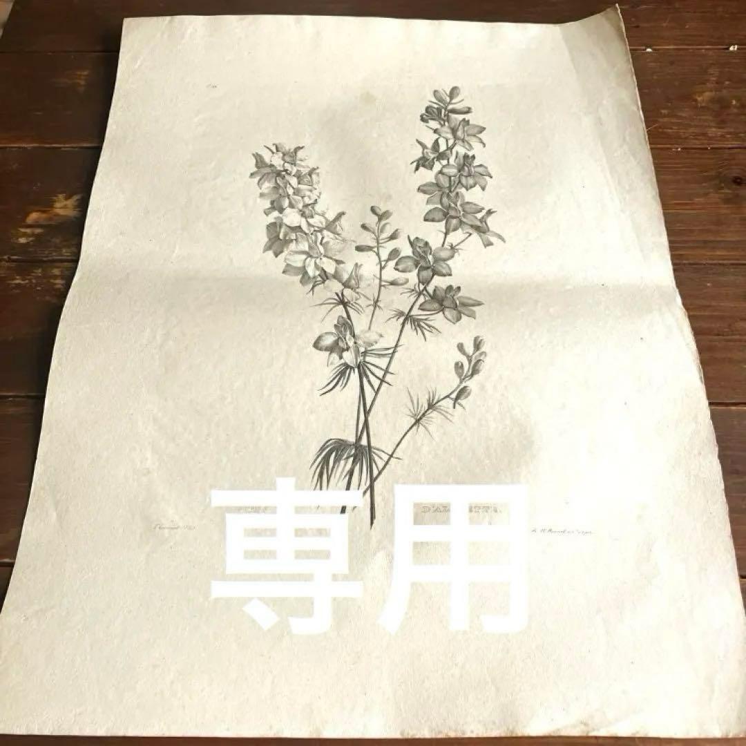 1825年フランスアンティークリトグラフ フランスアンティーク版画 植物