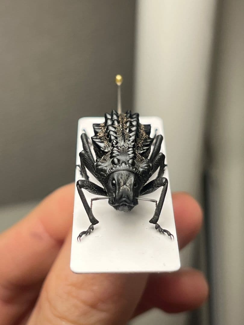 属内最高峰】トゲトゲヘンテコゾウムシ Gagatophorus 標本甲虫