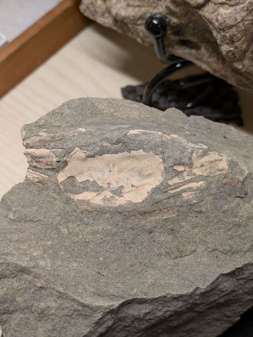 カニ 化石 標本 地学 原石