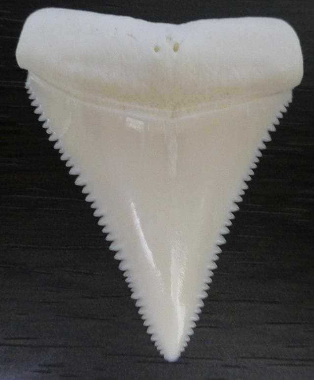 ホホジロザメ（Carcharodon carcharias）の歯 45.3mm