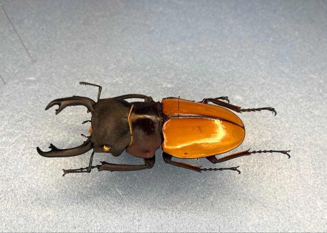 大型カステルナウツヤクワガタ 大型カステルナウディクワガタ標本 大型