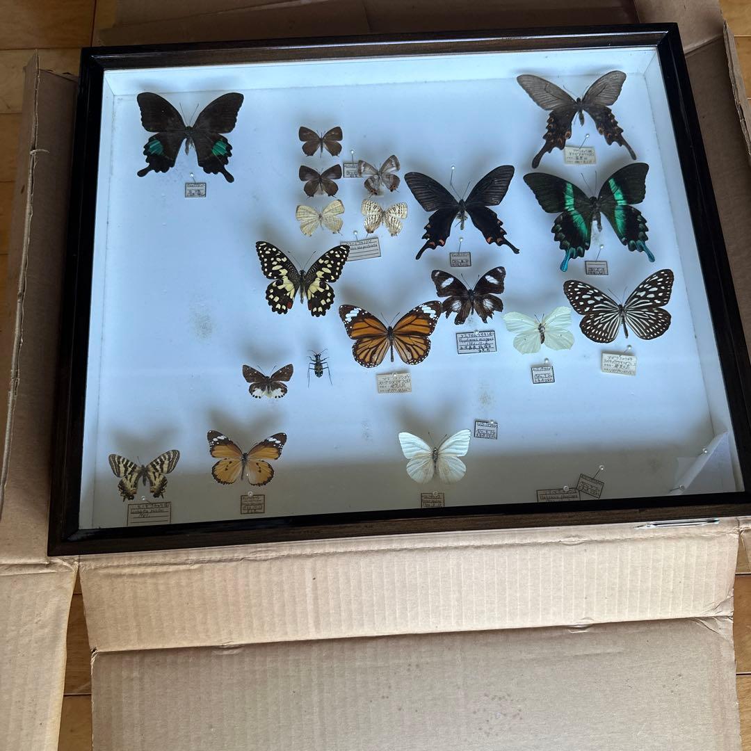 志賀昆虫 ドイツ箱