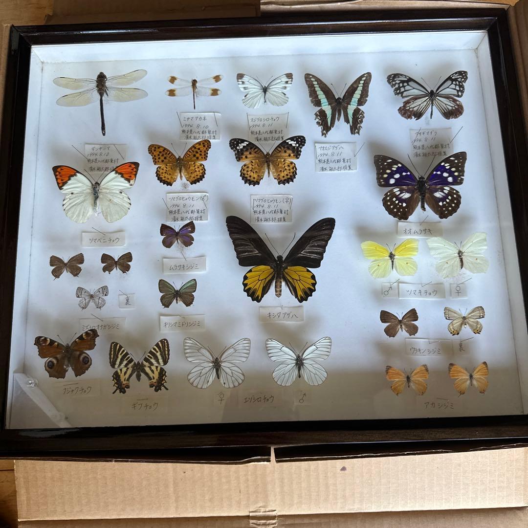 志賀昆虫 ドイツ箱