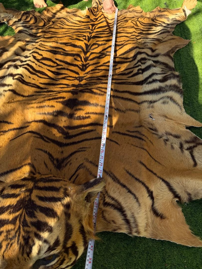 虎 剥製 国際希少野生動植物種登録票付き 虎 剥製 国際希少野生動植物