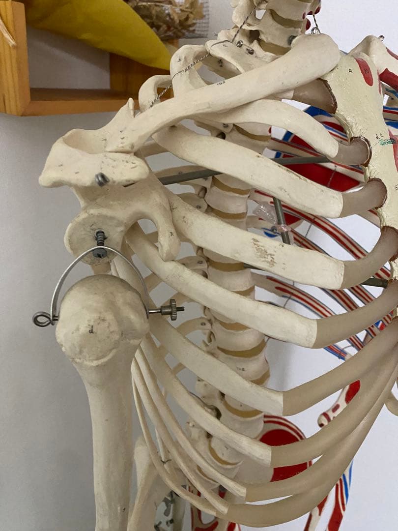 3B Scientific 人体骨格模型 直立型スタンド仕様 ドイツ3B Scientific