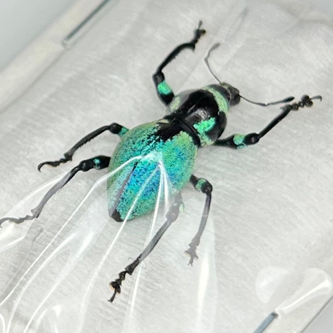 お値下げ終了01113 カタゾウムシ　12頭セットＣ