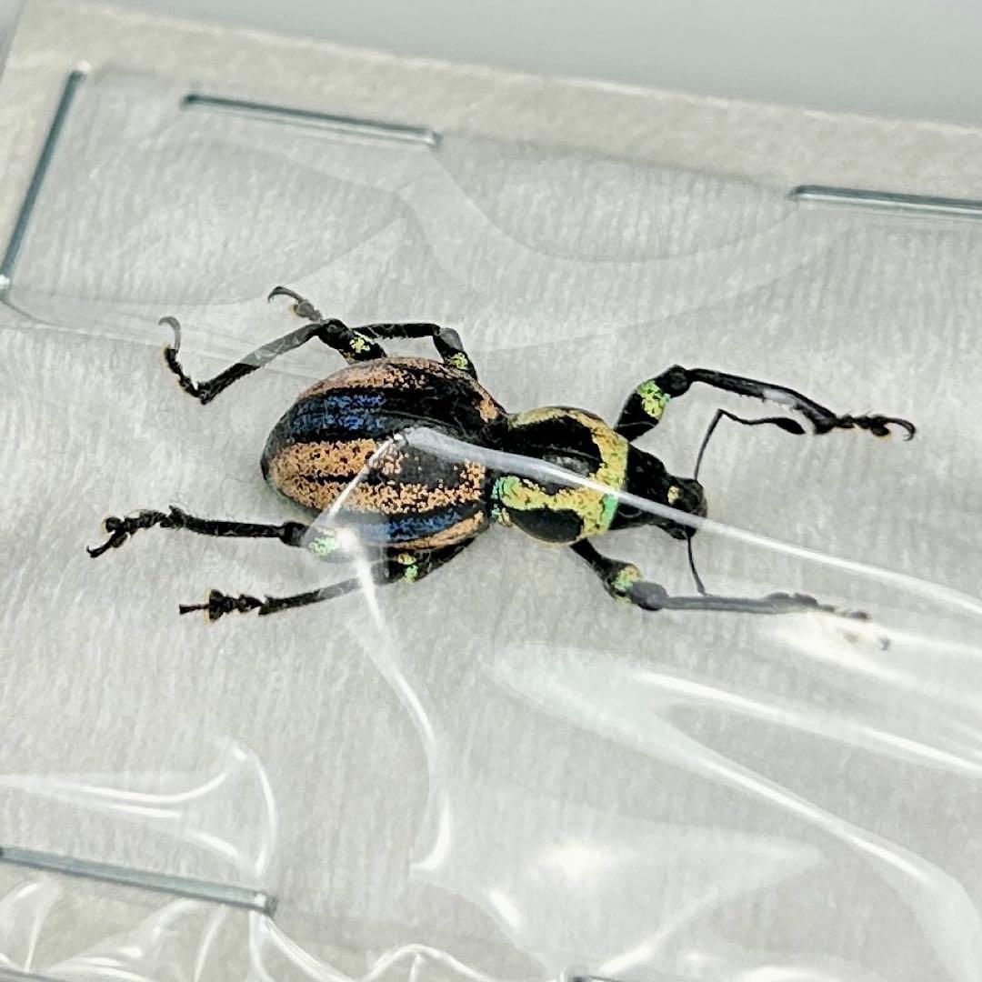 お値下げ終了01113 カタゾウムシ 12頭セットC