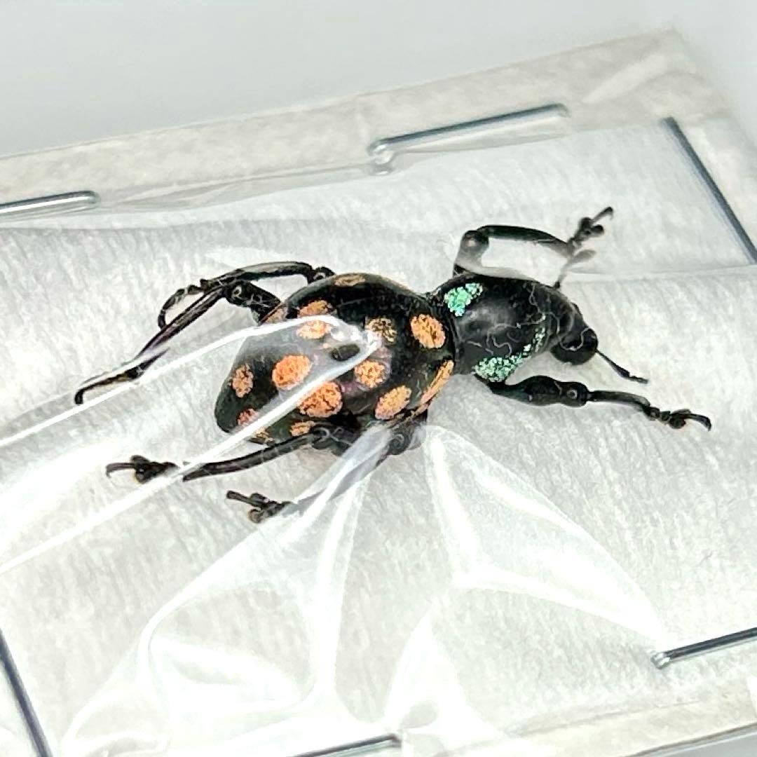 お値下げ終了01113 カタゾウムシ 12頭セットC