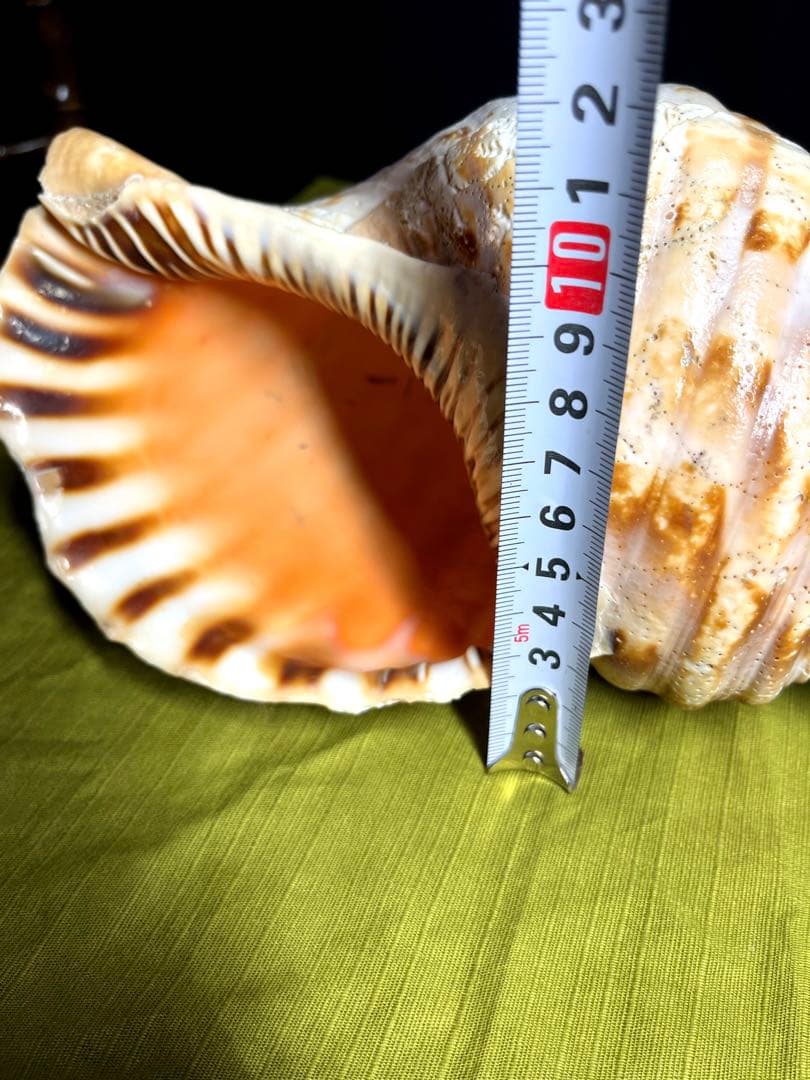 法螺貝 ホラ貝 大きさ約28cm 前後 ホラガイ ほら貝