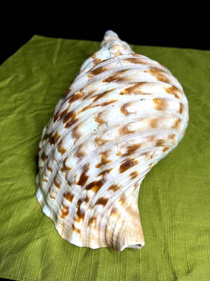 法螺貝 ホラ貝 大きさ約28cm 前後 ホラガイ ほら貝