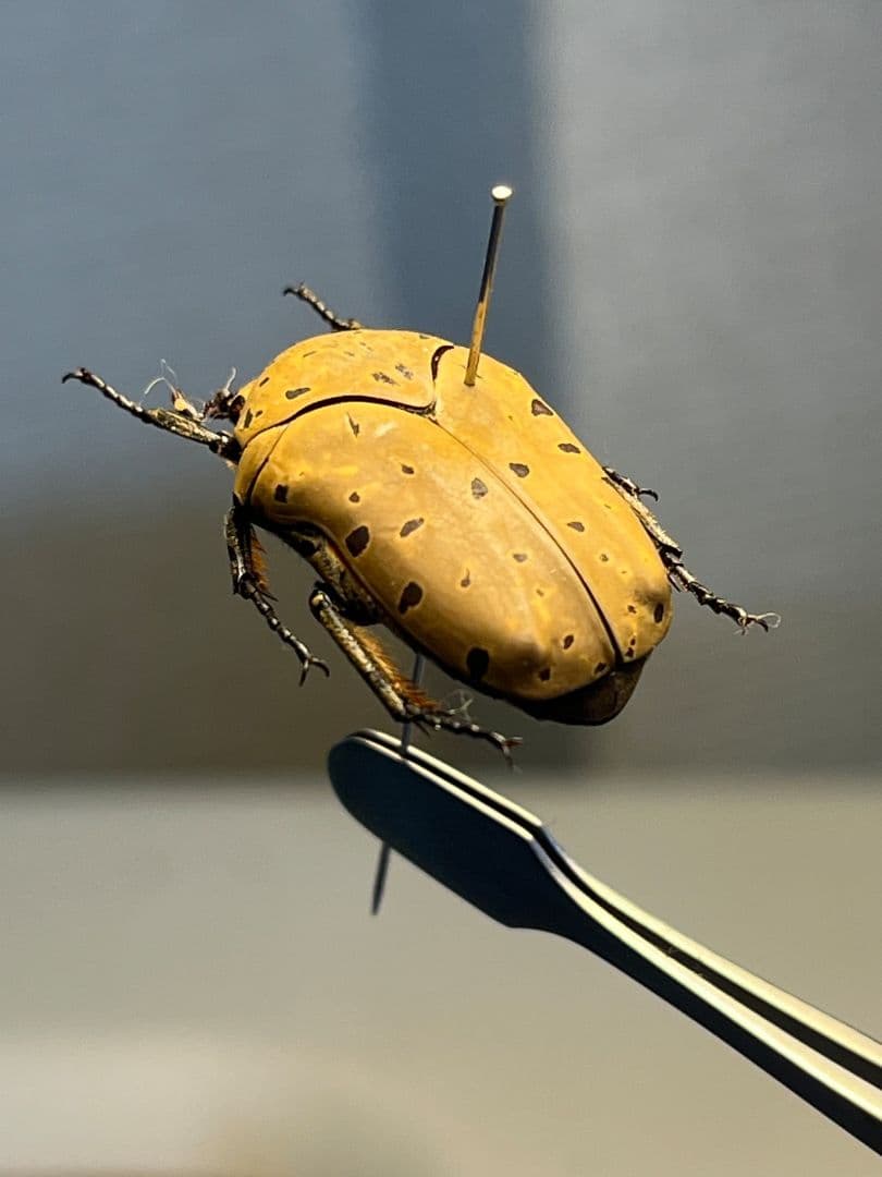 ヒョウモンアヤヒシムネハナムグリ 標本 カナブン プラチナコガネ