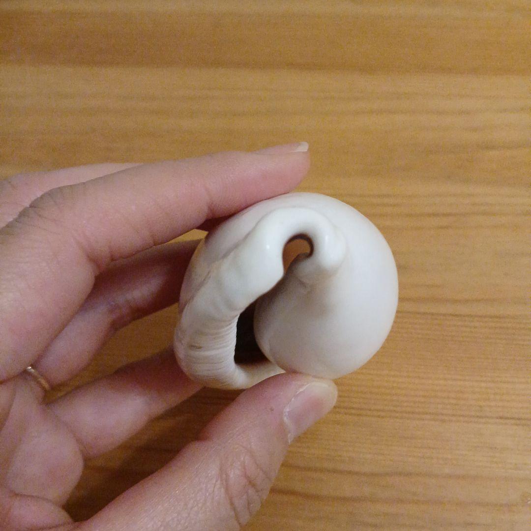 タカラガイ ウミウサギガイ 屋久島天然