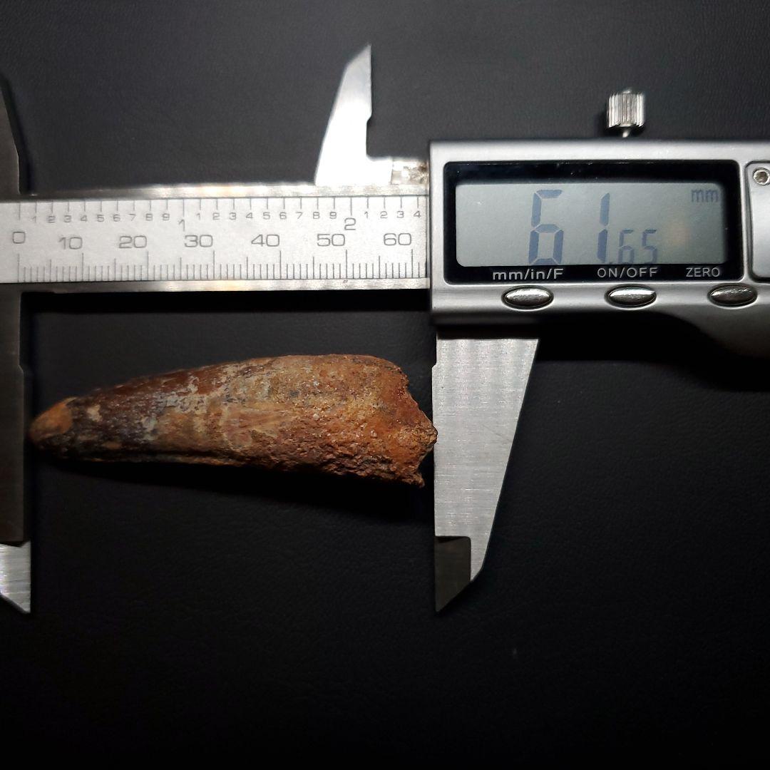 スピノサウルス 本物 モロッコ産 61.64mm  sp476