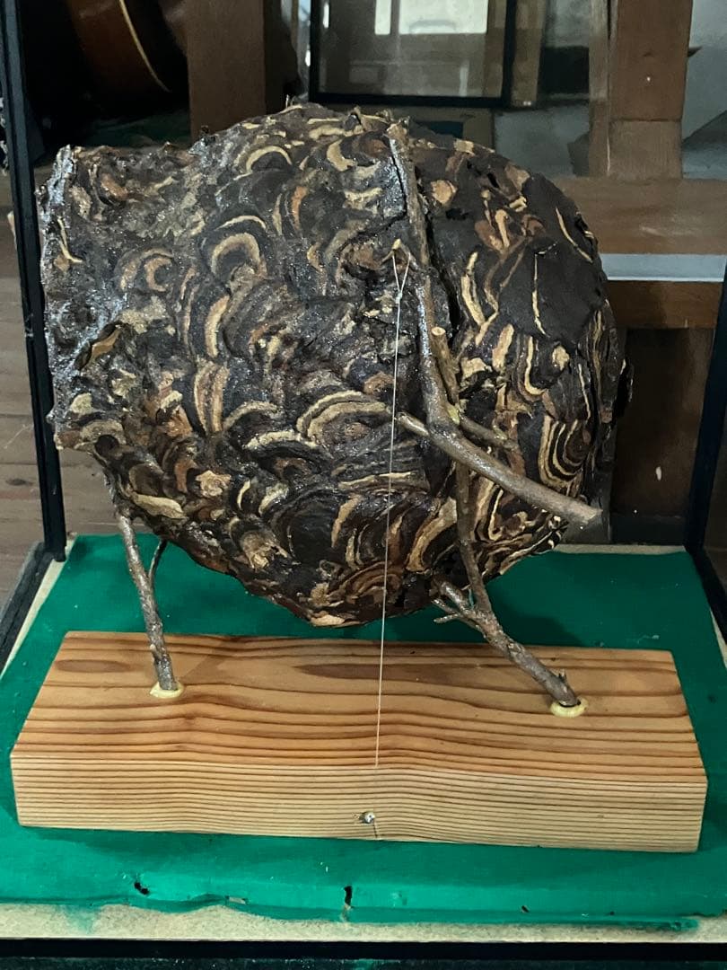 スズメバチの巣 42✖️54 標本